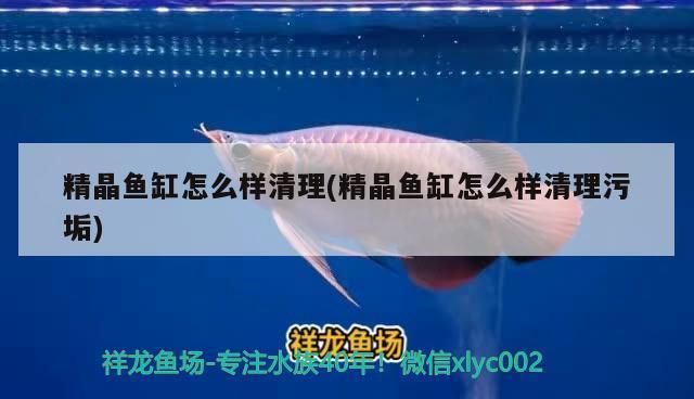 金頭過(guò)背金龍魚和古典藍(lán)底過(guò)背金龍哪個(gè)好看：金頭過(guò)背金龍魚與古典藍(lán)底過(guò)背金龍魚的市場(chǎng)對(duì)比 金頭過(guò)背金龍魚和古典藍(lán)底過(guò)背金龍哪個(gè)好看：金頭過(guò)背金龍魚與古典藍(lán)底過(guò)背金龍魚的市場(chǎng)對(duì)比 金龍魚百科 第3張