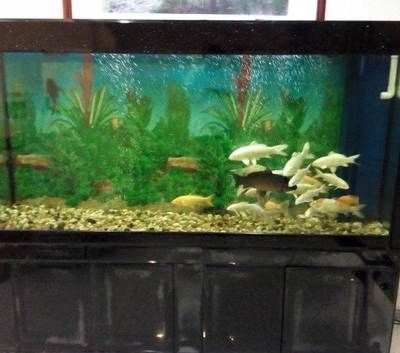 萬吉紅龍魚和孟吉爾紅龍魚的區別圖片（萬吉紅龍魚和孟吉爾紅龍魚的區別圖片對比）