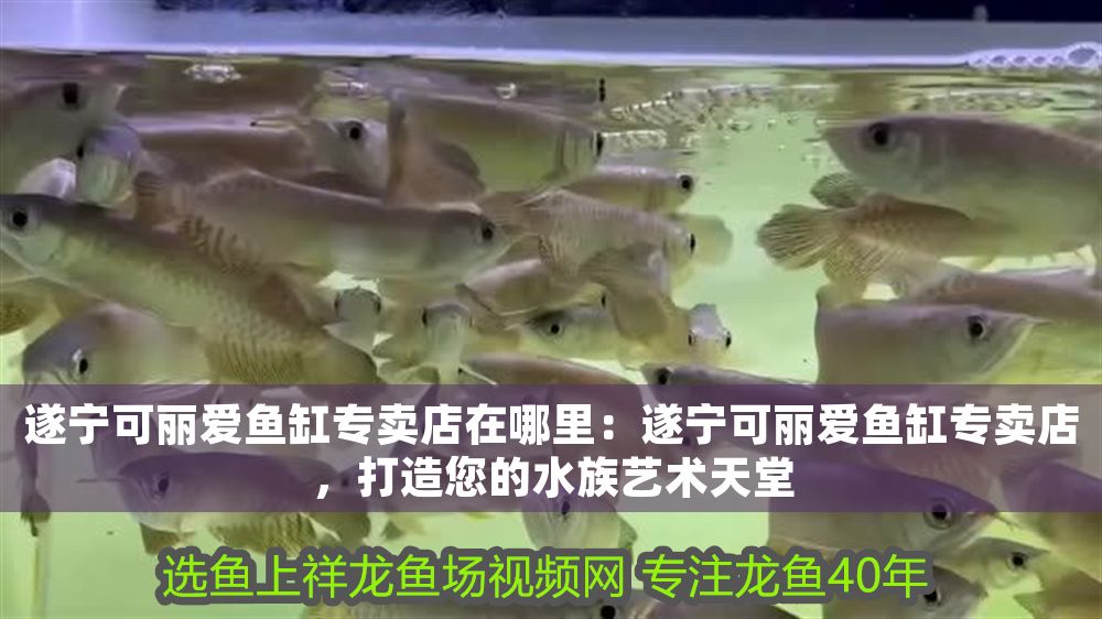遂寧可麗愛魚缸專賣店在哪里：遂寧可麗愛魚缸專賣店，打造您的水族藝術天堂