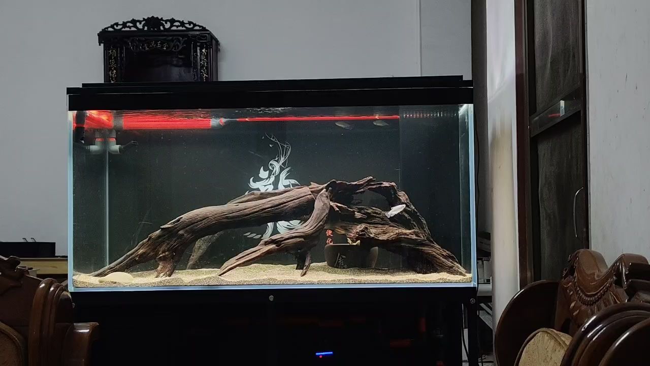 什么魚能和龍魚、虎魚混養(龍魚能和虎魚混養嗎) 生態龍魚缸配什么水草好呢 龍魚論壇 生態龍魚缸配什么水草好呢 生態龍魚缸配什么水草好呢 龍魚論壇