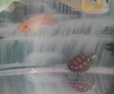 龍魚吃小魚么：龍魚幼魚吃私聊，成長之路的細膩關懷