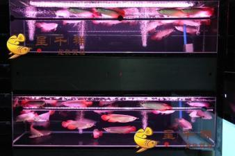 龍魚幼魚吃什么食物好養(yǎng)：龍魚幼魚的科學(xué)喂養(yǎng)指南，探尋最佳食物選擇