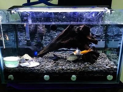 龍魚幼苗怎么養(yǎng)護和管理：龍魚幼苗養(yǎng)護指南，開啟龍魚璀璨一生的關(guān)鍵之旅