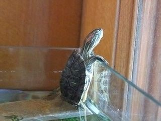 龍魚幼苗怎么養(yǎng)護和管理：龍魚幼苗養(yǎng)護指南，開啟龍魚璀璨一生的關(guān)鍵之旅