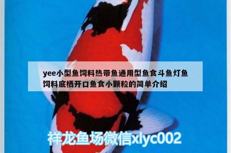 觀賞魚 yee小型魚飼料熱帶魚通用型魚食斗魚燈魚飼料底棲開口魚食小顆粒的簡單介紹 yee yee小型魚飼料熱帶魚通用型魚食斗魚燈魚飼料底棲開口魚食小顆粒的簡單介紹 yee小型魚飼料熱帶魚通用型魚食斗魚燈魚飼料底棲開口魚食小顆粒的簡單介紹 yee