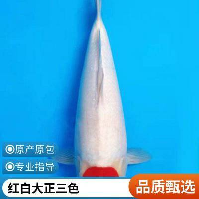 15到20公分的錦鯉價(jià)格表（15-20公分錦鯉價(jià)格參考表）