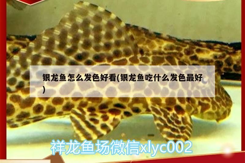 銀龍魚怎么發(fā)色好看(銀龍魚吃什么發(fā)色最好)