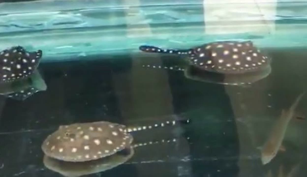 皇冠黑金魟魚怎么養：皇冠黑金魟魚的飼養方法
