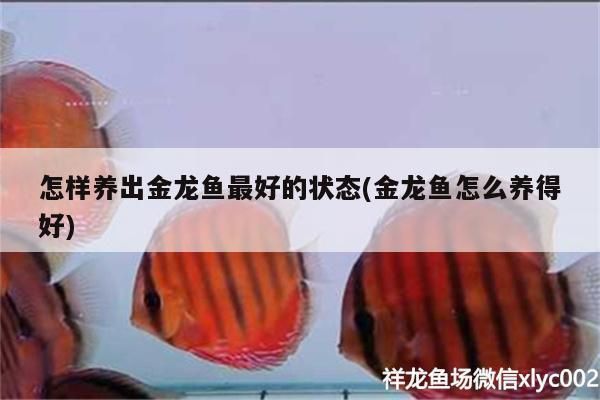 怎樣養出金龍魚最好的狀態(金龍魚怎么養得好)