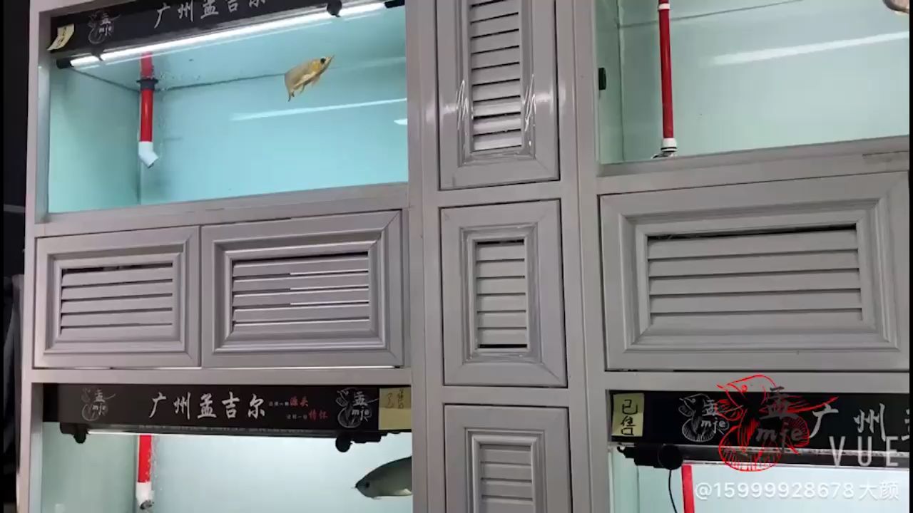 楚雄彝族自治州觀賞魚市場孟吉爾～紅外線F1小孟這一批開始停食 楚雄彝族自治州觀賞魚市場孟吉爾～紅外線F1小孟這一批開始停食 廣州孟吉爾 第1張