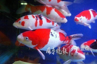 龍魚有七彩的嗎圖片：探尋龍魚世界，七彩龍魚的神秘面紗