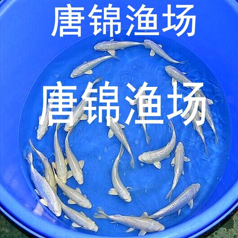 純白色觀賞魚品種有哪些（探討純白色觀賞魚的品種時）
