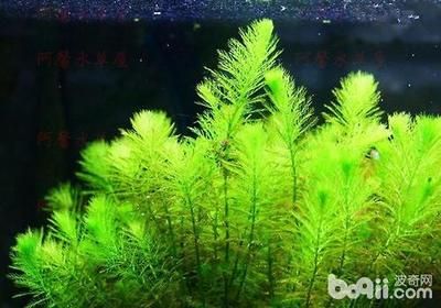 龍魚用什么顏色的燈光好：龍魚飼養之燈光顏色奧秘，探尋最佳光影伴侶