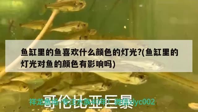 龍魚用什么缸養(yǎng)比較好：龍魚飼養(yǎng)之缸選秘籍，打造龍魚的宜居家園