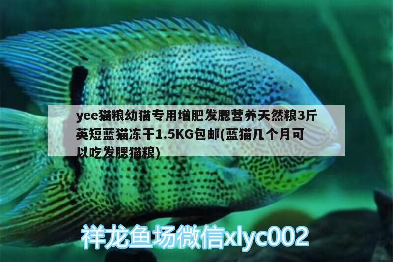 yee貓糧幼貓專用增肥發(fā)腮營(yíng)養(yǎng)天然糧3斤英短藍(lán)貓凍干1.5KG包郵(藍(lán)貓幾個(gè)月可以吃發(fā)腮貓糧) yee貓糧幼貓專用增肥發(fā)腮營(yíng)養(yǎng)天然糧3斤英短藍(lán)貓凍干1.5KG包郵(藍(lán)貓幾個(gè)月可以吃發(fā)腮貓糧) yee