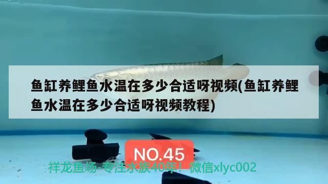 魚缸養(yǎng)鯉魚水溫在多少合適呀視頻(魚缸養(yǎng)鯉魚水溫在多少合適呀視頻教程)
