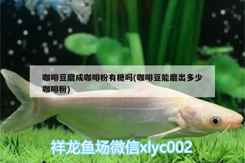 咖啡豆磨成咖啡粉有糖嗎(咖啡豆能磨出多少咖啡粉) 咖啡豆磨成咖啡粉有糖嗎(咖啡豆能磨出多少咖啡粉) 馬來西亞咖啡