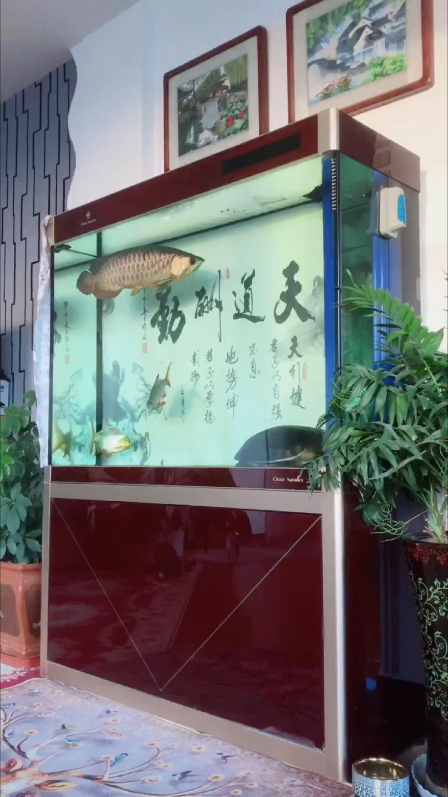 魚缸過濾器選購指南:自制魚缸過濾器魚缸上置過濾器對于養魚愛好者的必備知識 #愛龍日記 #記錄龍魚#3年零160天 龍魚論壇 #愛龍日記 #記錄龍魚#3年零160天 #愛龍日記 #記錄龍魚#3年零160天 龍魚論壇