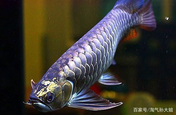 過背金龍魚的特點和缺點：如何挑選健康的過背金龍魚 過背金龍魚的特點和缺點：如何挑選健康的過背金龍魚 金龍魚百科 第1張