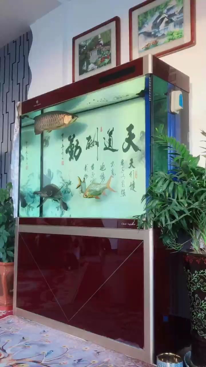 一晃都養(yǎng)了三年零五個月了[deyi][deyi] 一晃都養(yǎng)了三年零五個月了[deyi][deyi] 龍魚論壇 第1張