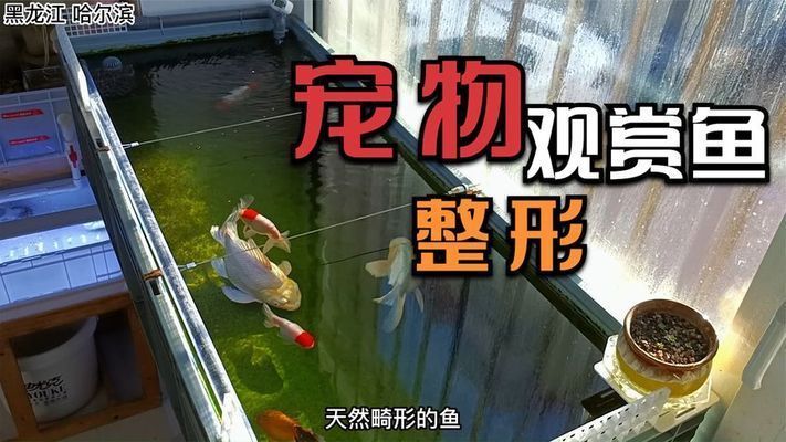 蝴蝶鯉球體都是藥體嗎為什么（蝴蝶鯉的球體形態(tài)是否是“藥水體”需結(jié)合養(yǎng)殖技術(shù)與市場現(xiàn)狀綜合判斷）