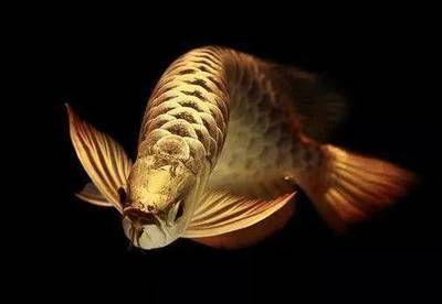 紅龍魚虎斑紋多好還是少好：紅龍魚的虎斑紋多好還是少好
