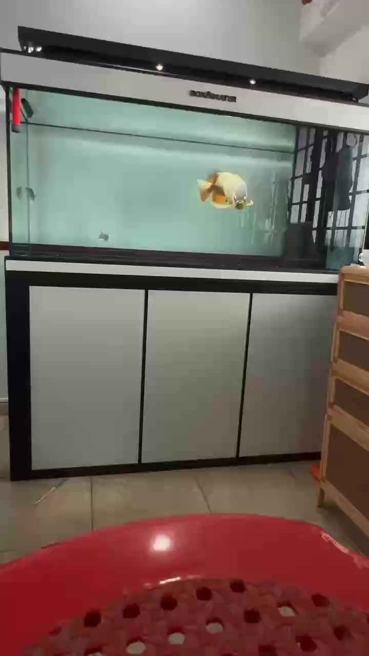 發情期