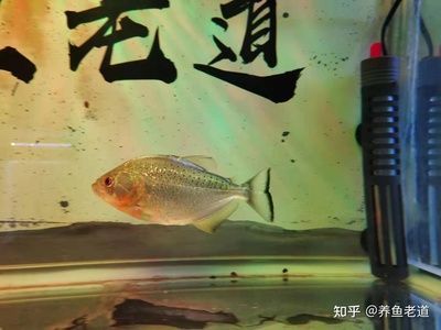 虎魚(yú)多長(zhǎng)時(shí)間換水：虎魚(yú)的換水頻率取決于多種因素 虎魚(yú)多長(zhǎng)時(shí)間換水：虎魚(yú)的換水頻率取決于多種因素 虎魚(yú)百科 第3張