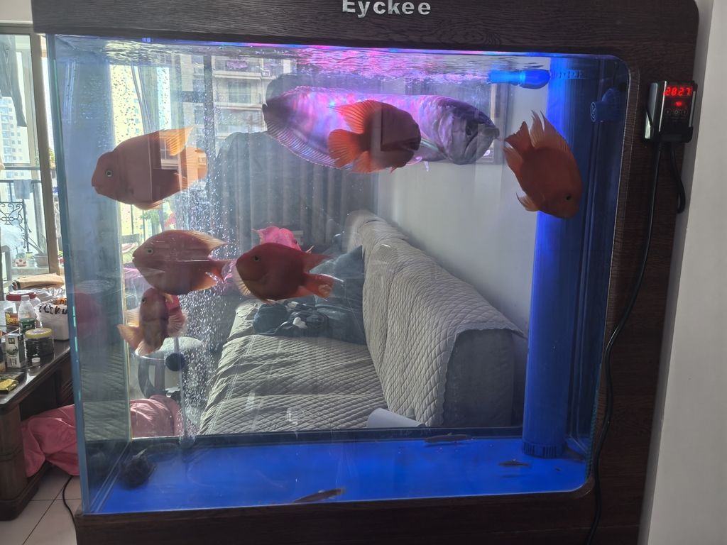 新魚迎新年 新魚迎新年 龍魚論壇 第1張