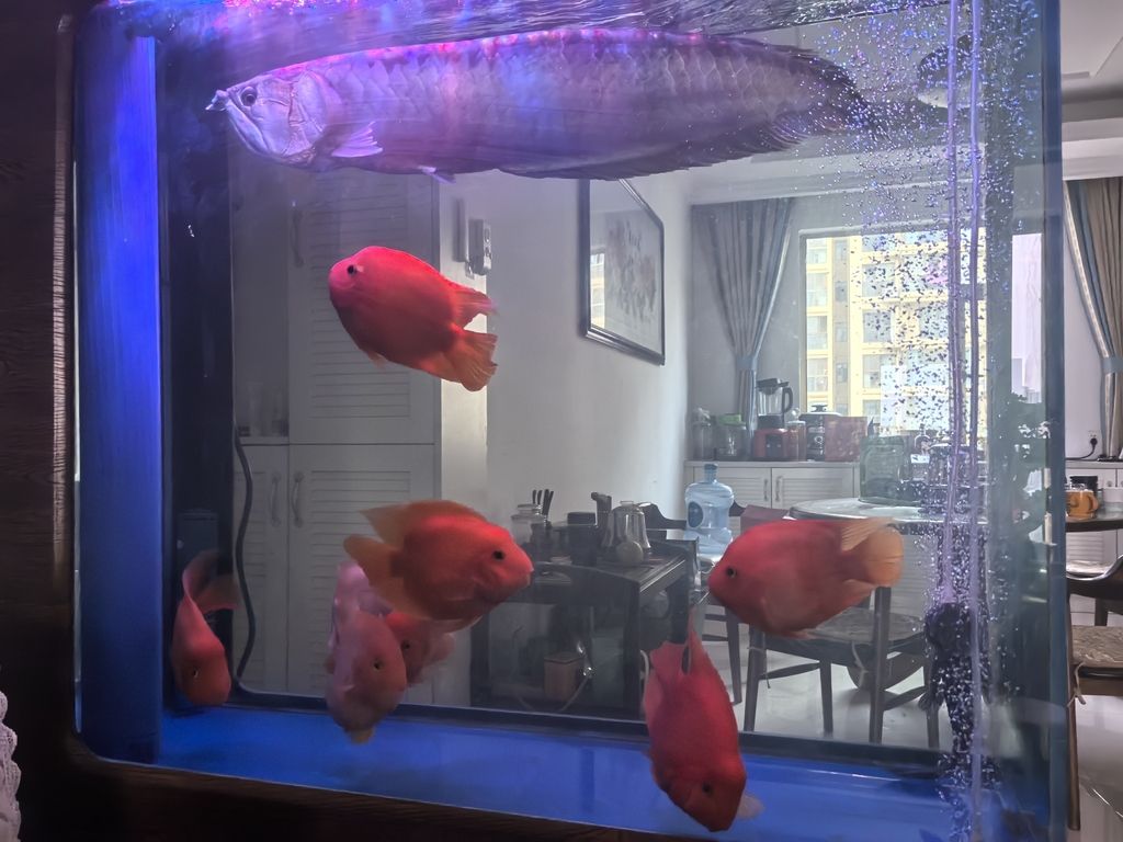 新魚迎新年 新魚迎新年 龍魚論壇 第2張