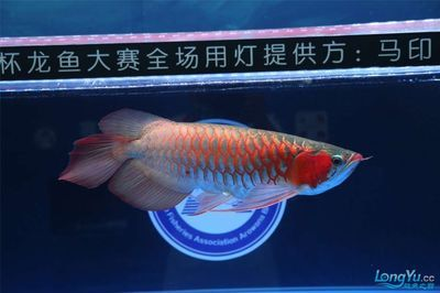 龍魚燈馬印：\"龍魚燈馬印是什么