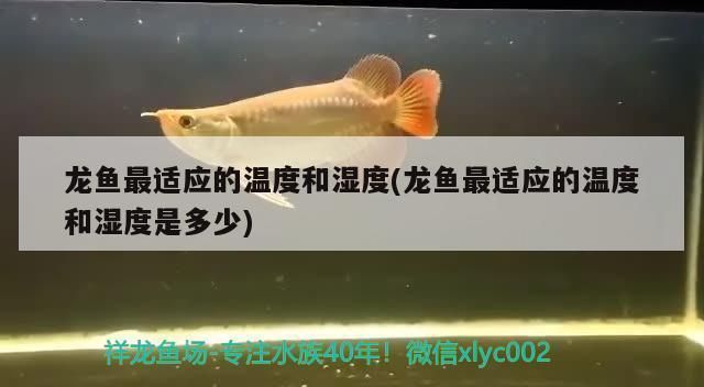 龍魚缸最佳溫度和濕度是多少vs祥龍魚場：龍魚缸的最佳溫度和濕度和濕度對于養魚來說至關重要