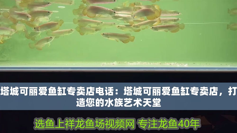 塔城可麗愛魚缸專賣店電話：塔城可麗愛魚缸專賣店，打造您的水族藝術天堂