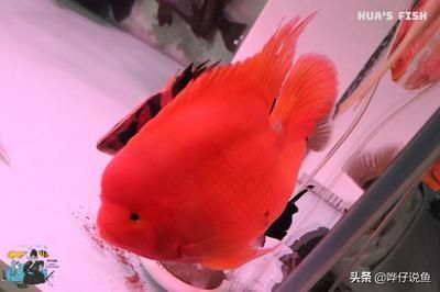 魚缸 森森加熱棒顯示e1能修嗎 森森魚缸 森森加熱棒顯示e1能修嗎 森森加熱棒顯示e1能修嗎 森森魚缸