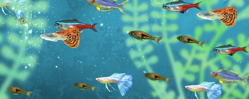 來(lái)賓市興賓區(qū)魚野之家水族用品店