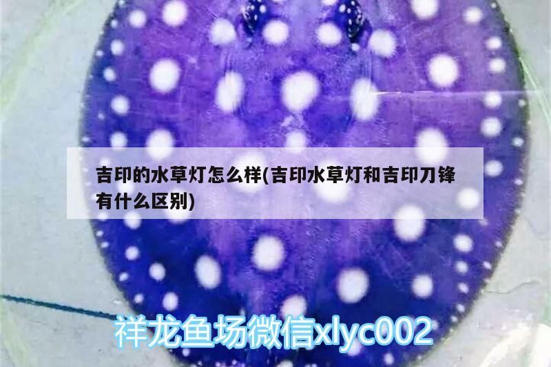 龍魚 吉印的水草燈怎么樣(吉印水草燈和吉印刀鋒有什么區別) 吉印水族 吉印的水草燈怎么樣(吉印水草燈和吉印刀鋒有什么區別) 吉印的水草燈怎么樣(吉印水草燈和吉印刀鋒有什么區別) 吉印水族