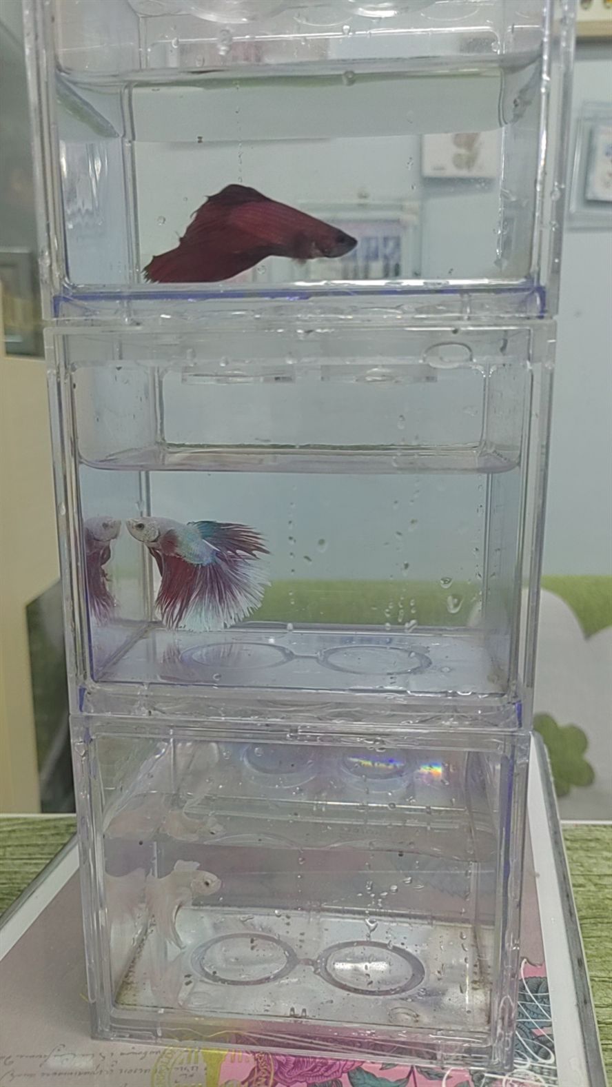 斗魚便宜出
