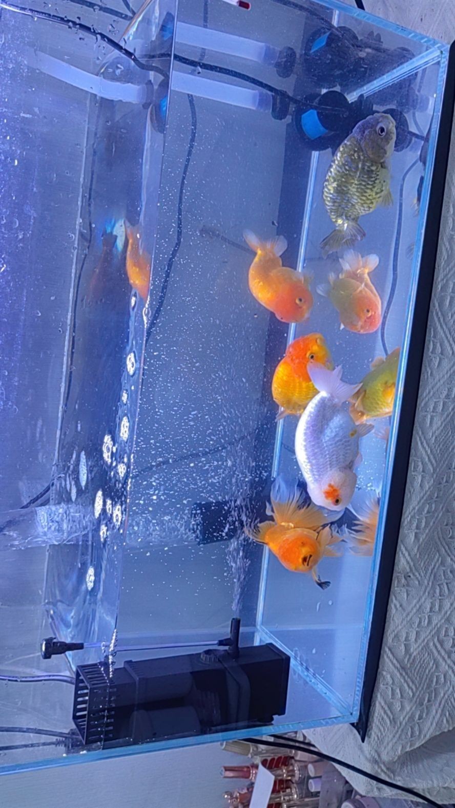 龍魚干蝦有營養嗎 蘭壽便宜出 龍魚論壇 蘭壽便宜出 蘭壽便宜出 龍魚論壇