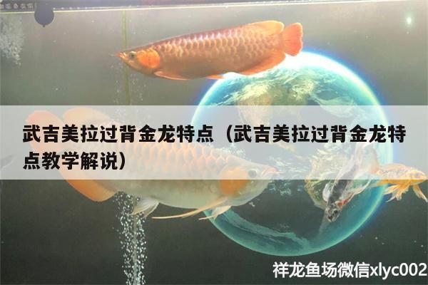 紅龍魚用黃燈烤有用嗎 武吉美拉過背金龍特點(武吉美拉過背金龍特點教學解說) 武吉美拉金龍魚 武吉美拉過背金龍特點(武吉美拉過背金龍特點教學解說) 武吉美拉過背金龍特點(武吉美拉過背金龍特點教學解說) 武吉美拉金龍魚
