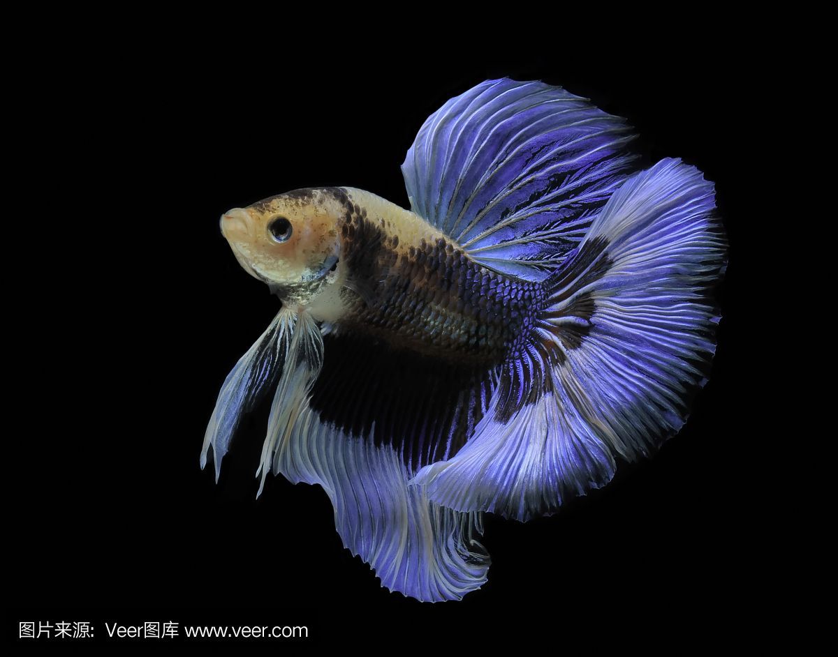 1米魚缸養幾條薩伊藍魚合適呢：1米長的魚缸可以養多少魚缸，一米長的魚缸可以養多少魚