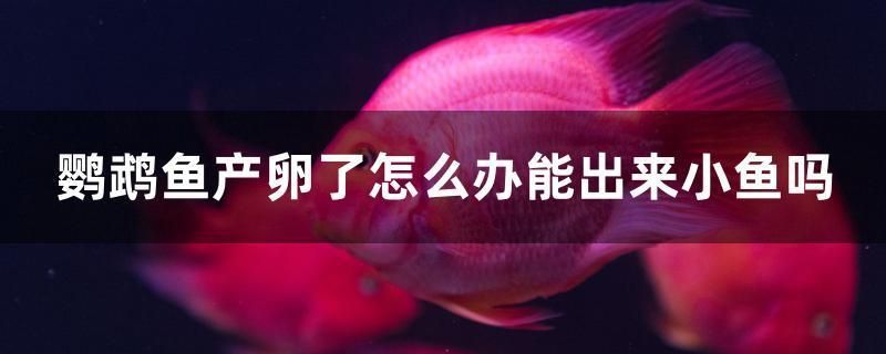 鸚鵡魚產卵了怎么辦能出來小魚嗎
