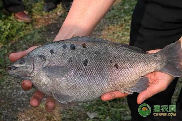 龍魚一次吃多少克飼料：龍魚喂食之度，探尋每次進食克數的奧秘