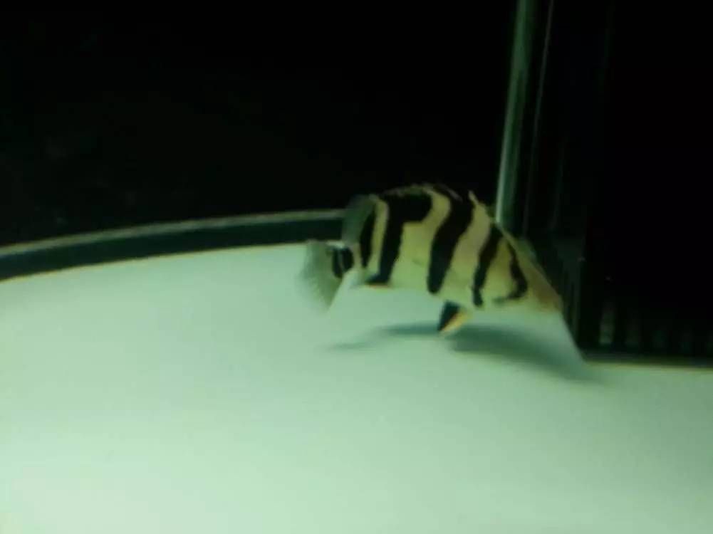 虎魚長大了會明嗎：虎魚是否能夠變明，虎魚長大后是否會變明，虎魚長大了會明嗎