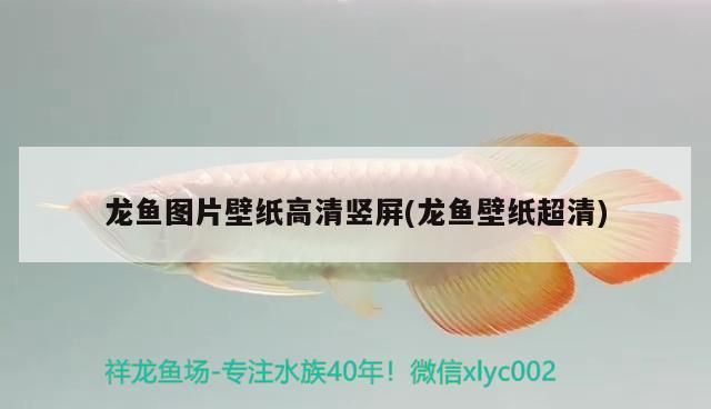 短鯛魚缸的布置方法 短鯛魚缸的布置方法有哪些 速倍妥 第2張 短鯛魚缸的布置方法 短鯛魚缸的布置方法有哪些 短鯛魚缸的布置方法 短鯛魚缸的布置方法有哪些 速倍妥 第2張