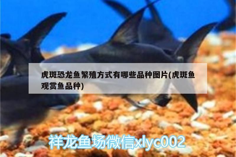 日本的稻田魚觀賞魚好養嗎視頻播放(適合稻田養殖的魚) 日本的稻田魚觀賞魚好養嗎視頻播放(適合稻田養殖的魚) 可麗愛魚缸 第1張
