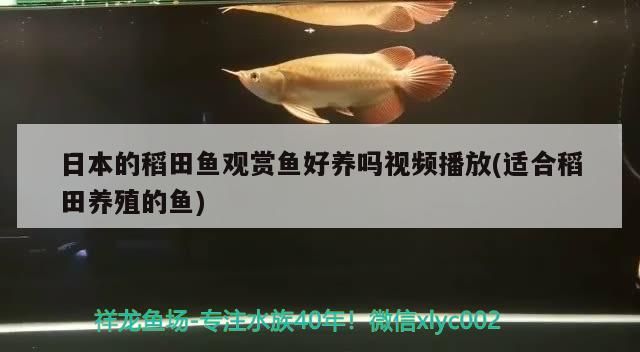 日本的稻田魚觀賞魚好養嗎視頻播放(適合稻田養殖的魚) 日本的稻田魚觀賞魚好養嗎視頻播放(適合稻田養殖的魚) 可麗愛魚缸 第2張