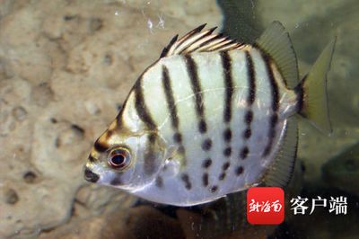 龍魚要喂什么東西好養(yǎng)：龍魚喂養(yǎng)全攻略，探尋最佳食物選擇