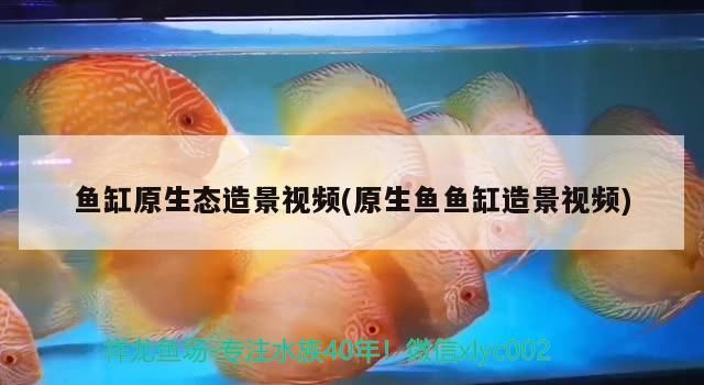 魚缸原生態造景視頻(原生魚魚缸造景視頻)