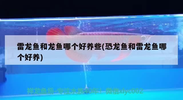 魚缸養哪些魚比較好看（魚缸養魚什么魚好看）