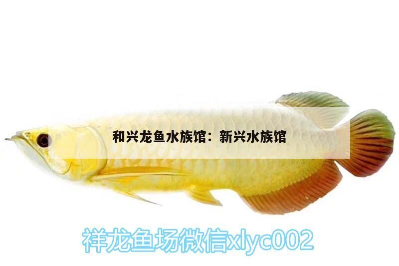和興龍魚水族館:新興水族館